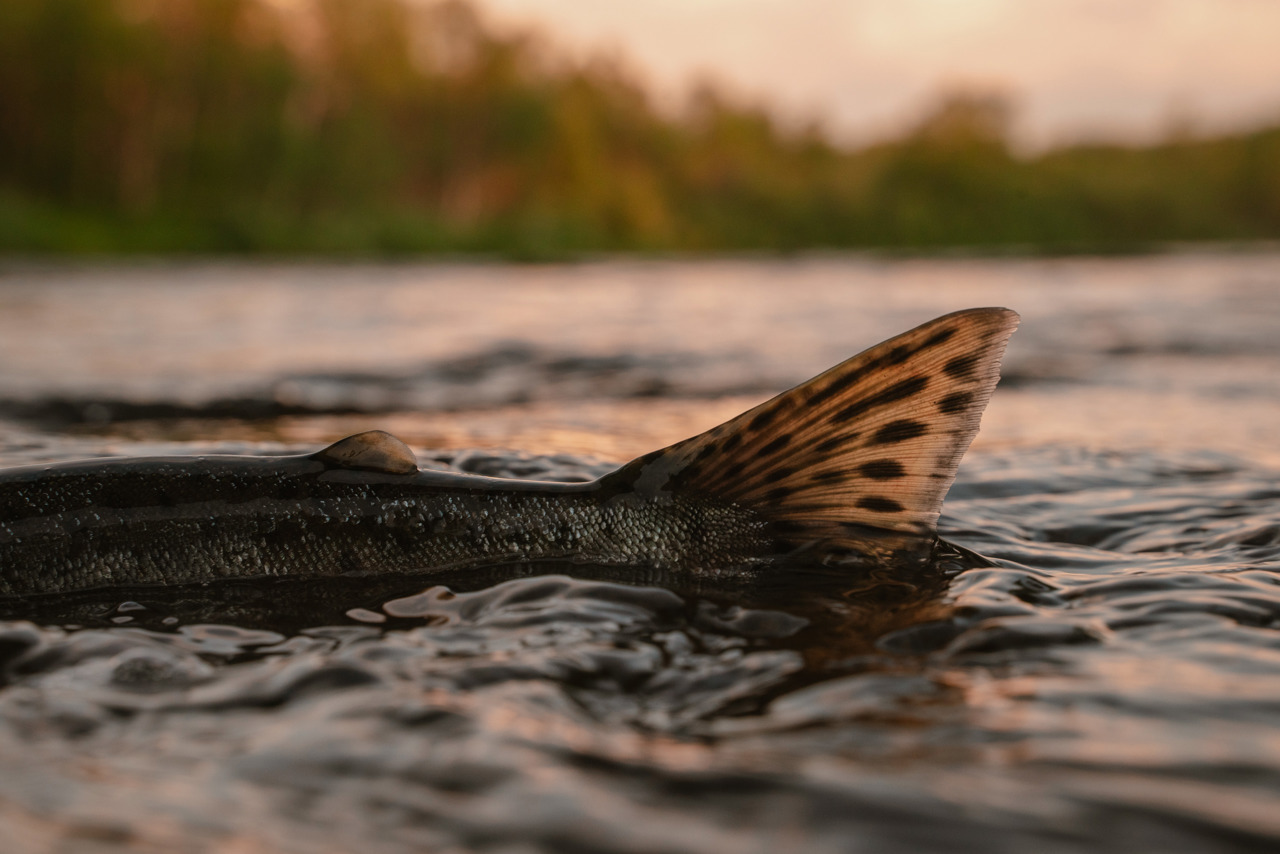 Swiss Alpine Salmon | Recirculating aquaculture system-based salmon ...