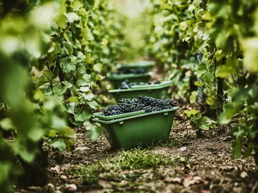 Swiss Deluxe Hotels Stories Winter 2021 We Need Quality Soil To Produce Quality Wine 01 HARVEST TOAST Vignes Paniers Ecirgb