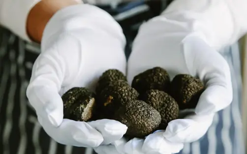 Swiss Deluxe Hotels Stories Winter 2020 Hunting Truffles 01Stocksy Txp761a5286xbq200 Originaldelivery 2495268 T140 Ecirgb