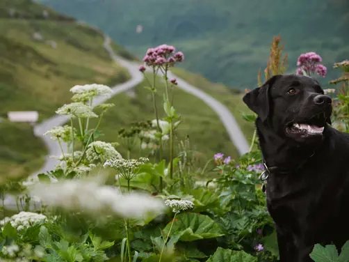 Swiss Deluxe Hotels Stories Summer 2021 And Oskar Goes To The Chedi Andermatt 01 Oskar Thechedi 007 Ecirgb