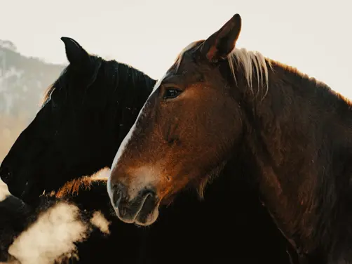 Swiss Deluxe Hotels Stories Winter 2020 The Horse Drawn Carriage Driver From The Wild Valley 02 ST0056016 Ecirgb