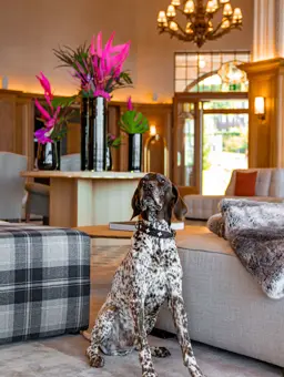 Swiss Deluxe Hotels Villars Palace Pet Friendly