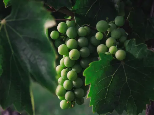 Swiss Deluxe Hotels Summer Magazine 2024 Green Grapes Deluxe Czapp Botond Elmneysfnjk Unsplash RGB