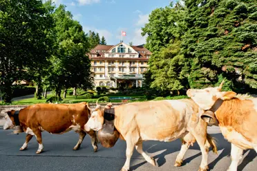 Le Grand Bellevue Hotel Gstaad Our Local Friends