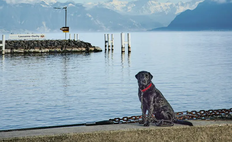 Swiss Deluxe Hotels Magazine Winter 2024 25 Oskar Gooes To Lausanne HR Lausanne Allgemein 074