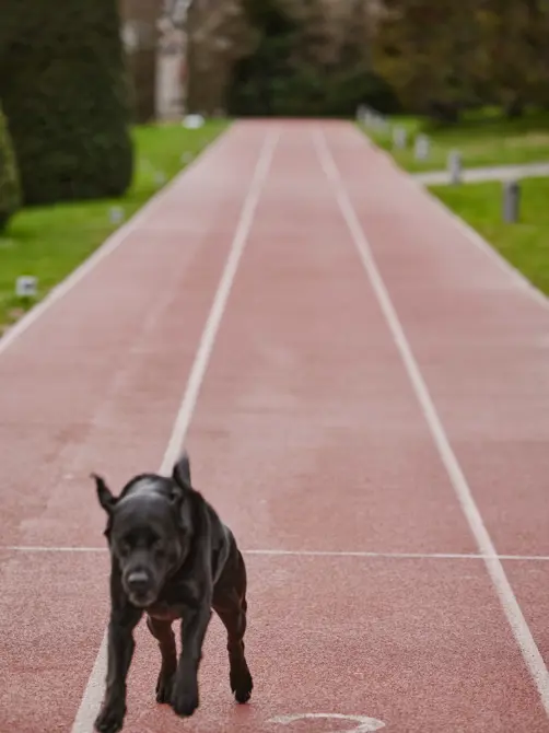 Swiss Deluxe Hotels Summer Magazine 2024 And Oskar Goes To Lausanne Lausanne Olympiapark 019 RGB