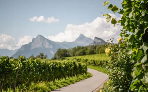 Swiss Deluxe Hotels Stories Summer 2023 Alpine Vineyard Fläsch Bündner Herrschaft 2