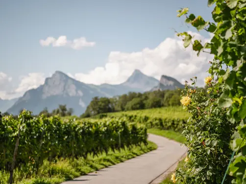 Swiss Deluxe Hotels Stories Summer 2023 Alpine Vineyard Fläsch Bündner Herrschaft 2