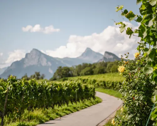 Swiss Deluxe Hotels Stories Summer 2023 Alpine Vineyard Fläsch Bündner Herrschaft 2